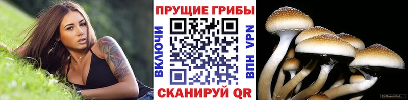 Псилоцибиновые грибы GOLDEN TEACHER  Себеж 